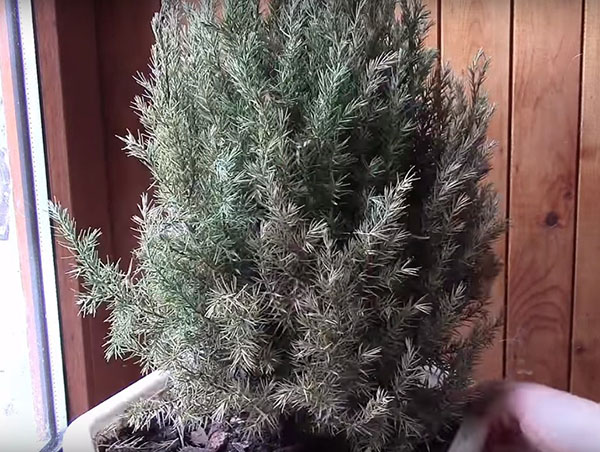 уражений кліщем ялівець