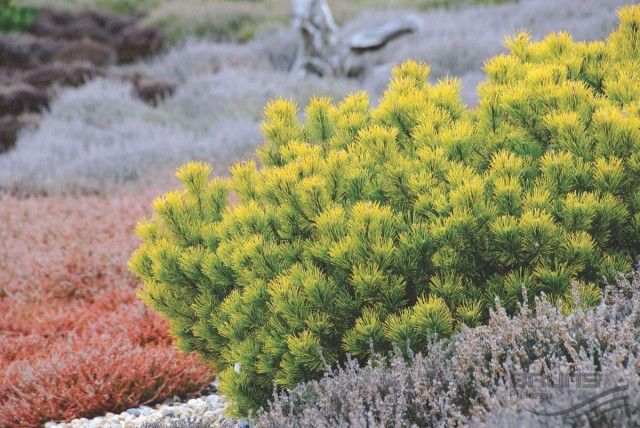 Сосна гірська (Pinus mugo) Carstens Wintergold
