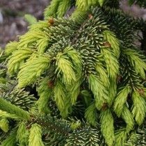 Ялина сербська (Picea omorika) сорти Aurea