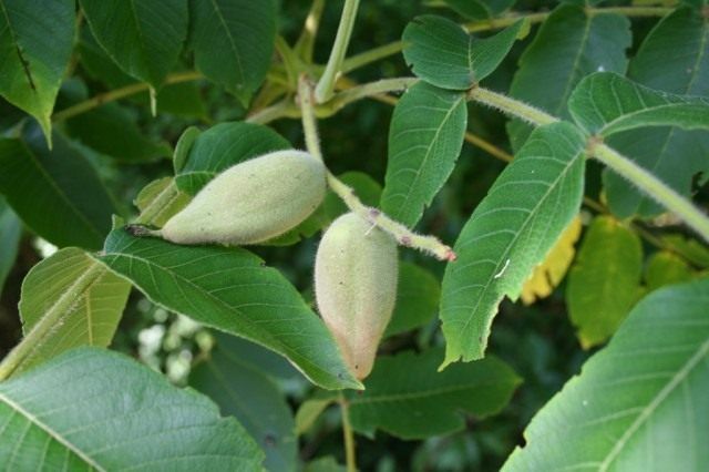 Листя і незрілі плоди горіха маньчжурського