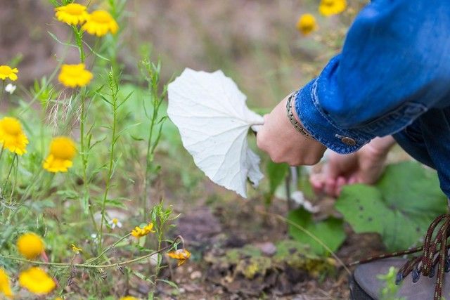 Заготівля сировини лікарської рослини мати-й-мачухи