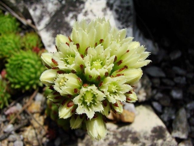 Молодило отприсковий (Sempervivum soboliferum)
