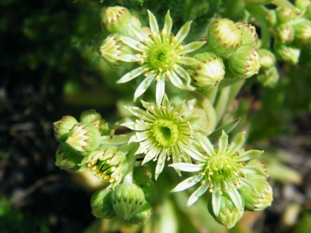 Молодило російське (Sempervivum ruthenicum)