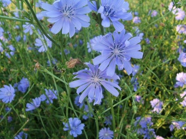 Квітки цикорію звичайного (Cichorium intybus)