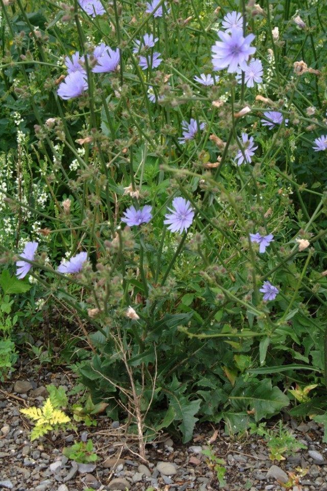 Цикорій звичайний (Cichorium intybus)