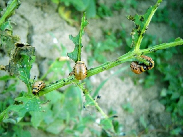 Личинки колорадського жука на картоплі