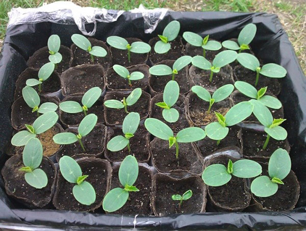вирощування розсади огірків