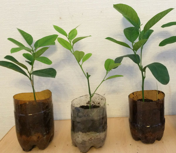 саджанці лимона кімнатного