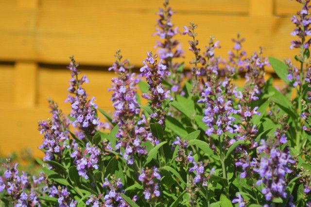 Шавлія лікарський (Salvia officinalis)