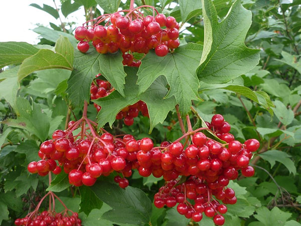 солодкі сорти калини