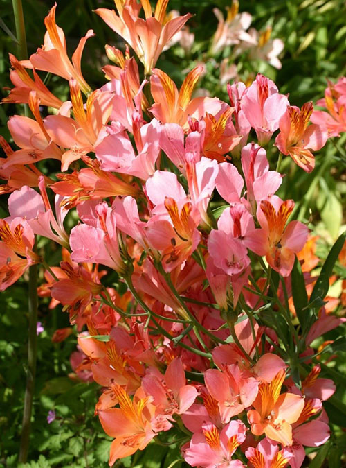 Альстомерія Лігту