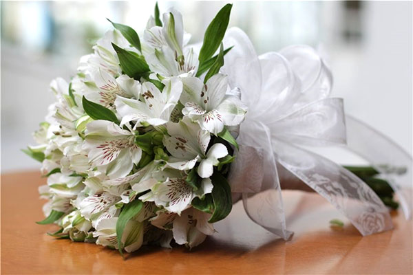 Сорт Уайт-Вінгс