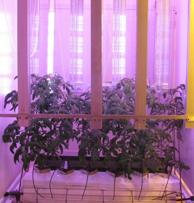 Вирощування томатів під світлодіодними світильниками
