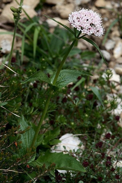 Валеріана (Valeriana)