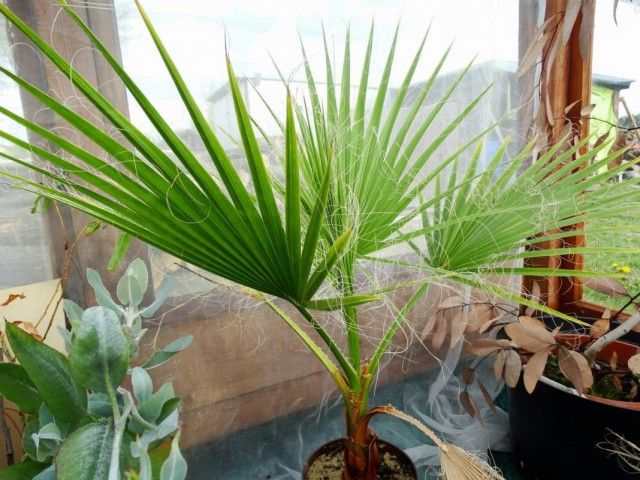 Вашингтонія потужна (Washingtonia robusta)