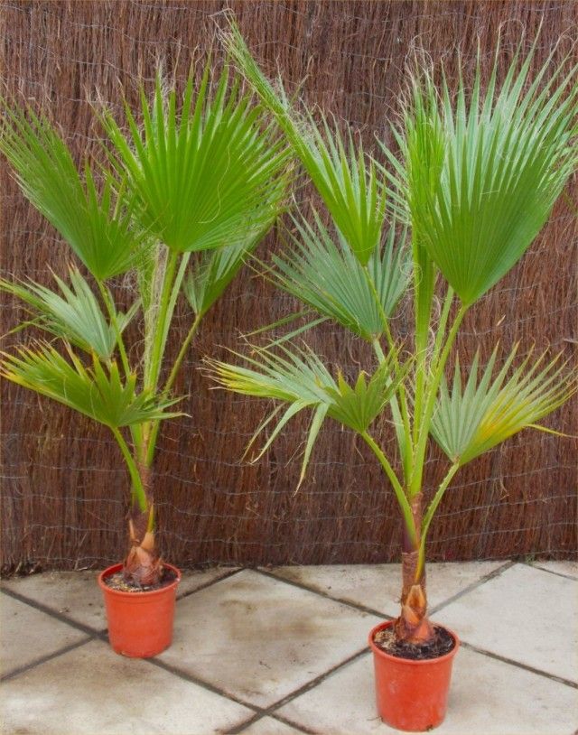 Вашингтонії потужні (Washingtonia robusta) в горщиках