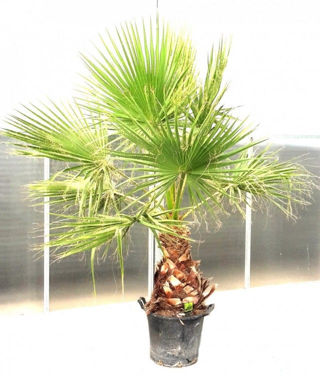 Пальма Вашингтонія потужна (Washingtonia robusta)