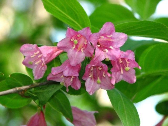 Вейгела рання (лат. Weigela praecox)