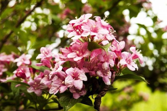 Вейгела квітуча (Weigela florida)