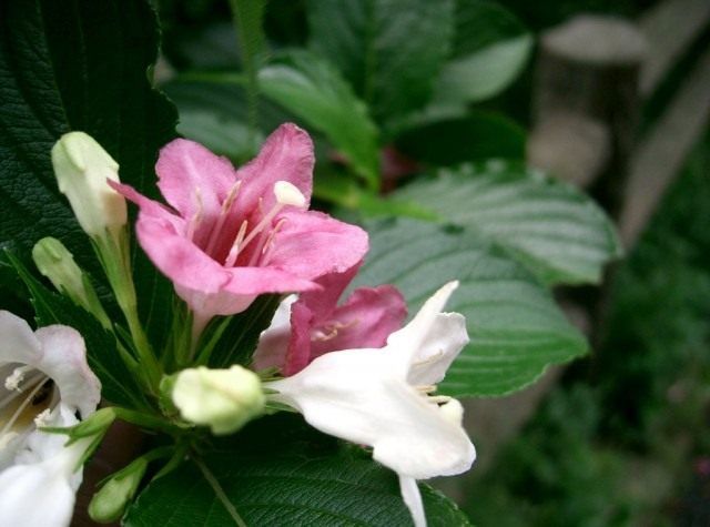 Вейгела корейська (Weigela coraeensis)