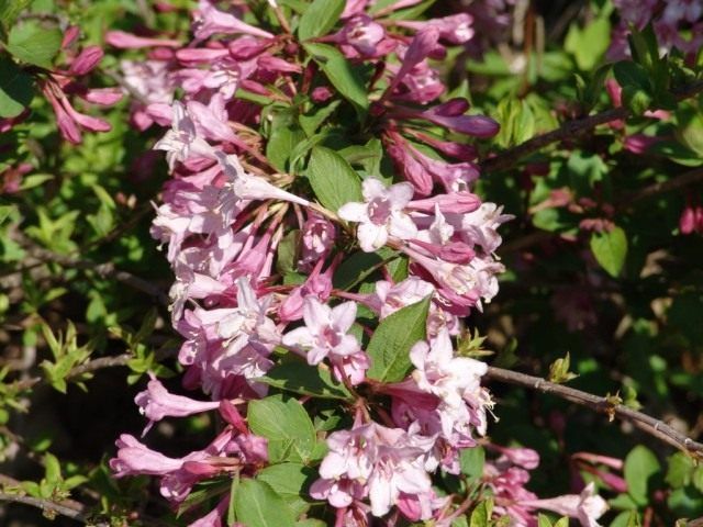 вейгела'Pink Princess'