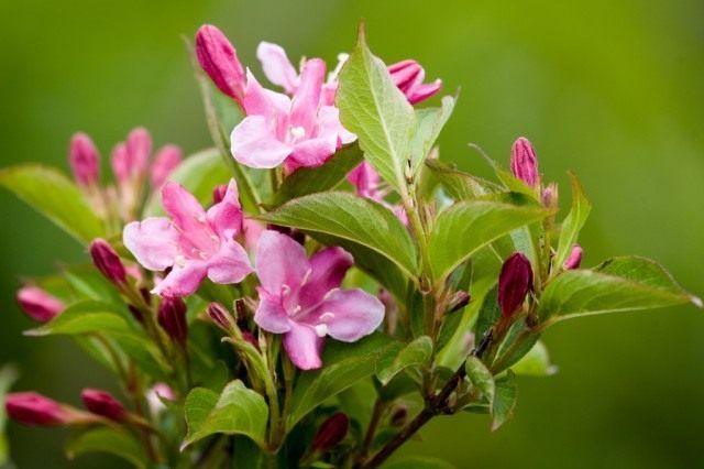 Вейгела японська (Weigela japonica)