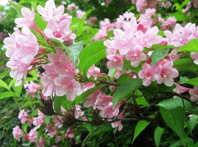 Вейгела садові (Weigela hortensis)