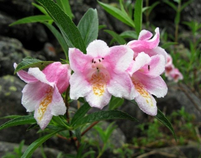 Вейгела приємна (Weigela suavis)