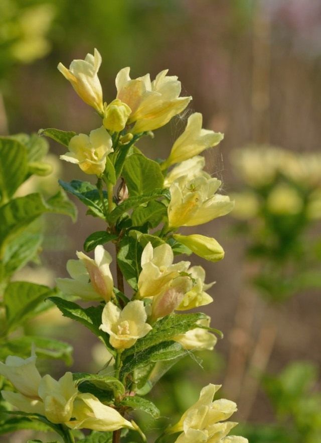 Вейгела Миддендорфа (Weigela middendorffiana)