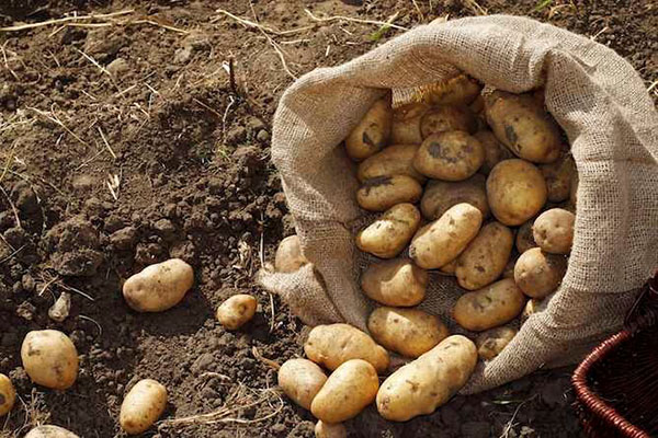 збір врожаю картоплі