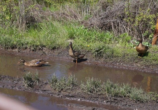 Під час повені дикі качки переплутали дороги в селищі з річкою