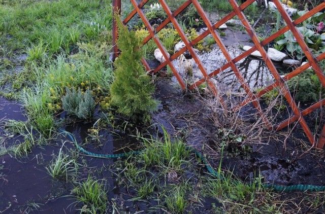 Не всім рослинам в цій клумбі вдалося пережити потоп