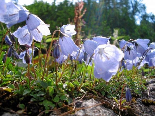 Дзвіночок ложечніцелістний (Campanula cochleariifolia)