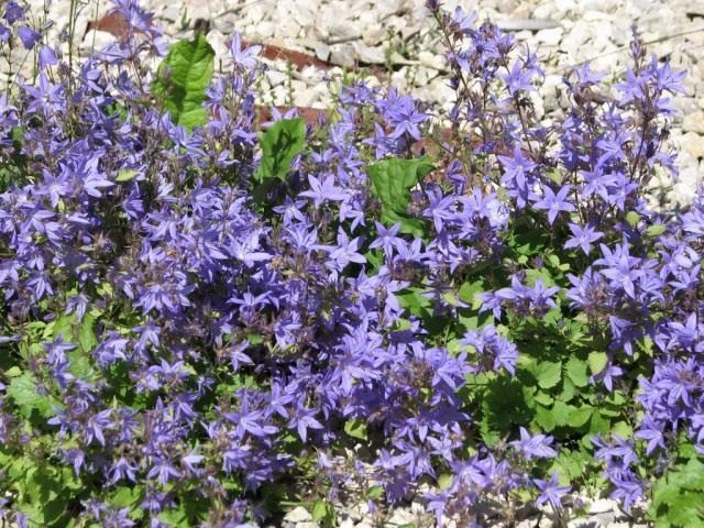 Дзвіночок Портеншлага (Campanula portenschlagiana)