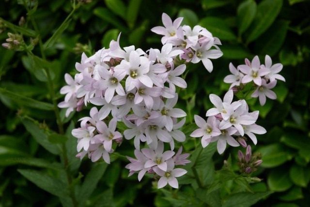 Дзвіночок молочноцветковий (Campanula lactiflora)