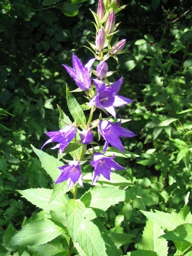 Дзвіночок широколистий (Campanula latifol)