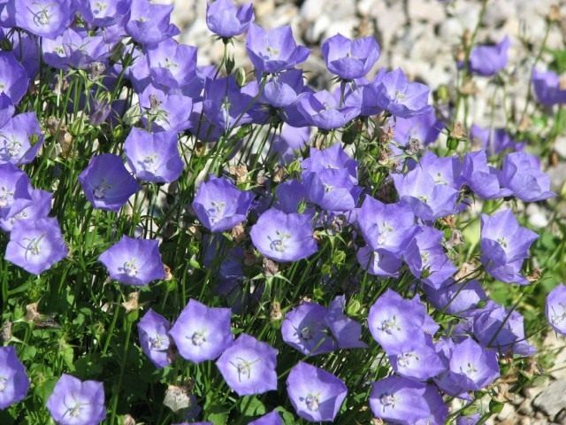 Дзвоник карпатський (Campanula carpatica)