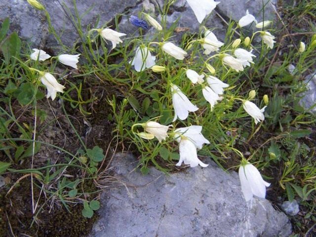 Дзвіночок мінливий (Campanula polymorpha)