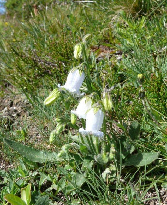 Дзвіночок бородатий (Campanula barbata)