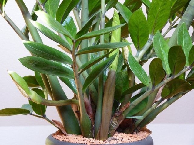 Замиокулькас (Zamioculcas)