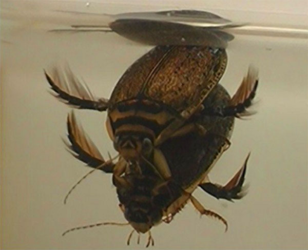 самка і самець жука