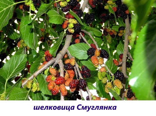 шовковиця смуглянка