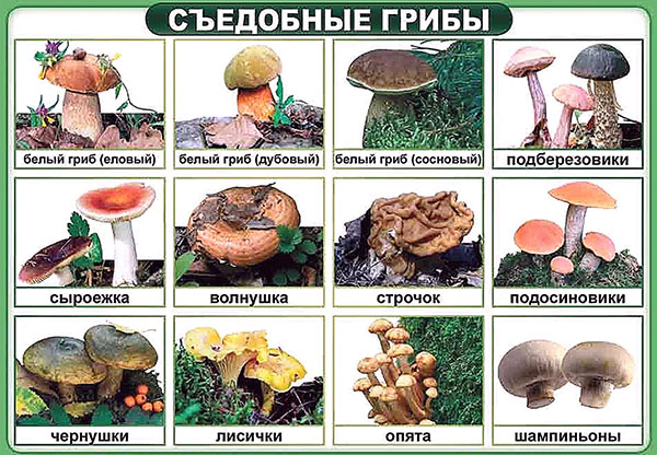 їстівні гриби