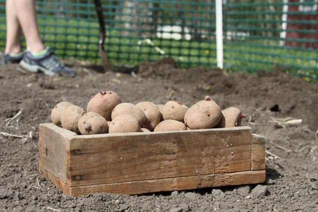 Висадку підготовлених бульб картоплі проводять різними способами в залежності від типу грунту