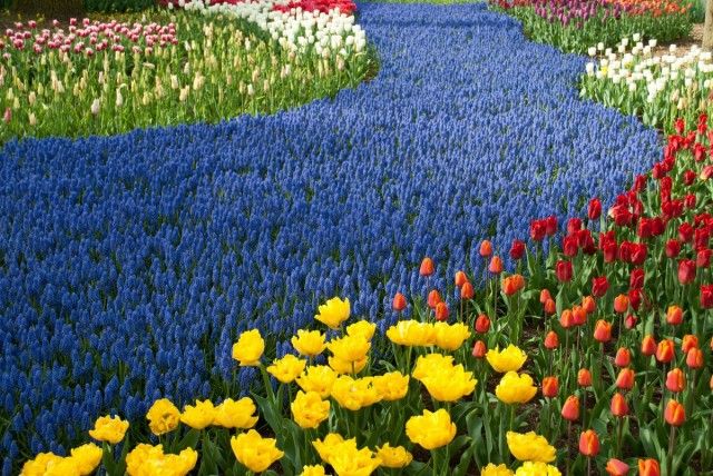 Парк Кекенхоф - королівство весняних цибулинних в Голландії