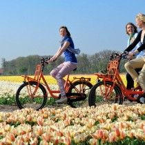 На велосипеді можна покататися уздовж квітучих полів і помилуватися незабутніми пейзажами Кекенхоф