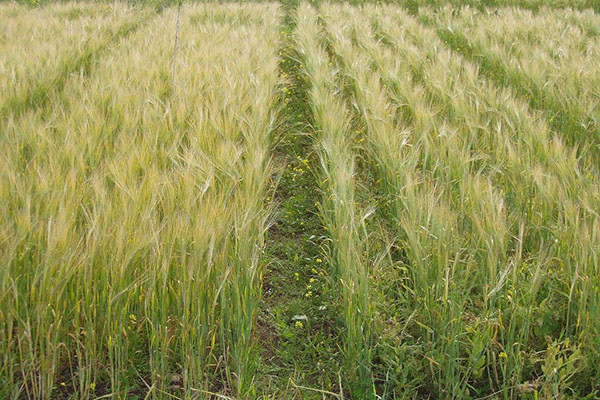 пшеничне поле
