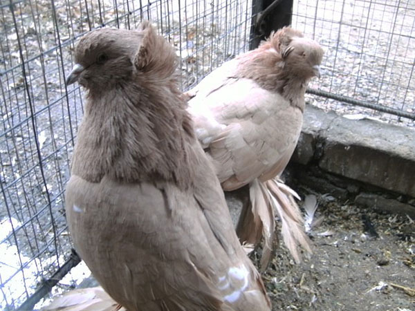розведення м'ясних голубів