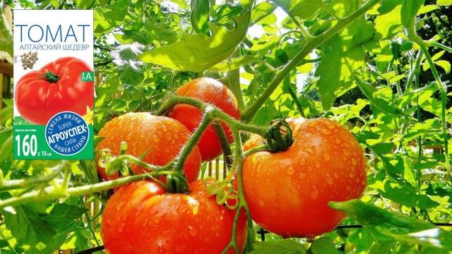 Томати серії «Алтайський» - помідори з фруктовим смаком