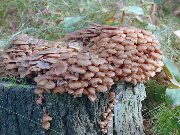 вирощування грибів на пні